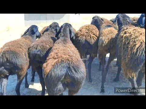 Видео: Гусфандхои ХИСОРИ бугуз савдо шудан рафтан