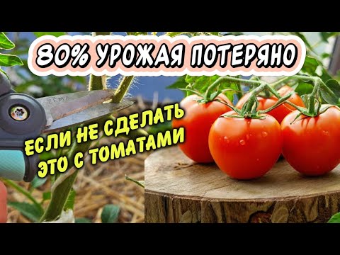 Видео: Если не сделать это с томатами - останетесь без урожая