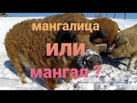 Видео: Свиньи Мангалица и Мангал в чём разница ?