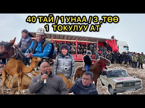 Видео: Мындай Улак Боло Элек / Биртуугандар Берген Ноокаттагы Чооң Аламан Улак