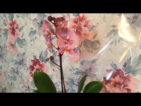 Видео: 🌸 🌸🌸Что Делать После Покупки ? Дневник Орхидеи 🌸