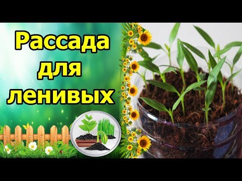 Видео: ПОСЕЯЛ И ЗАБЫЛ - РАССАДА ДЛЯ ЛЕНИВЫХ!!! ВЫРАЩИВАНИЕ ПЕРЦА БЕЗ ПИКИРОВКИ, БЕЗ ПОЛИВА!