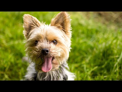 Видео: ЙОРКШИРСКИЙ ТЕРЬЕР - ИНТЕРЕСНЫЕ ФАКТЫ