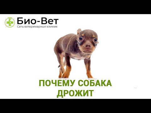 Видео: Почему Собака Дрожит? // Топ-9 Причин Дрожи у Собаки // Сеть Ветклиник БИО-ВЕТ