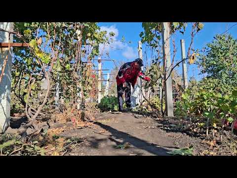 Видео: Виноград. Викопую саженці, обрізаю виноград. Висадка часника.
