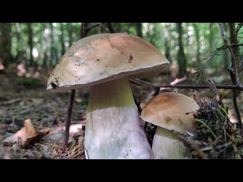 Видео: Гриби Карпат 25 