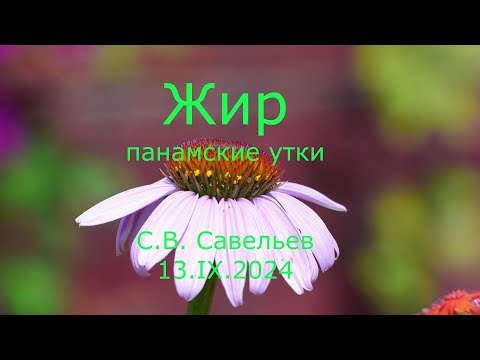 Видео: С.В. Савельев - Жир. Панамские утки