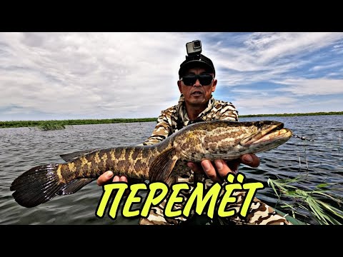 Видео: ПЕРЕМЁТ. Жыланбалық переметқа дамыл бермеді!!😱#Ишим рыбалка. РЫБАЛКА НА ПЕРЕМЁТ.Snakehead fishing