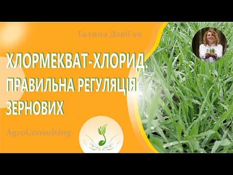 Видео: Хлормекват-хлорид. Правильна регуляція зернових