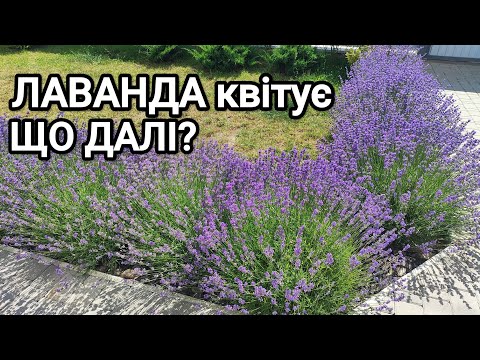 Видео: Лаванда. Обрізка після цвітіння для другого квітування. Заготовки з лаванди