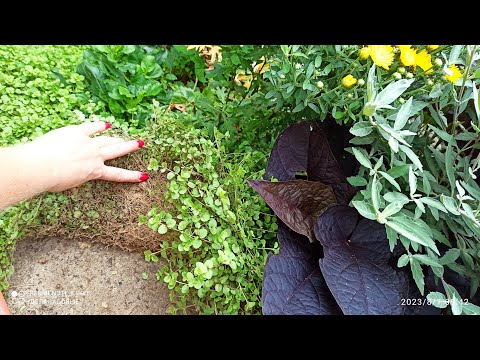 Видео: Почвопокровники! Отвечаю на вопросы