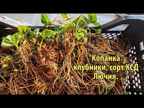 Видео: Копаем рассаду клубники. 12.01.2025. Ставрополь