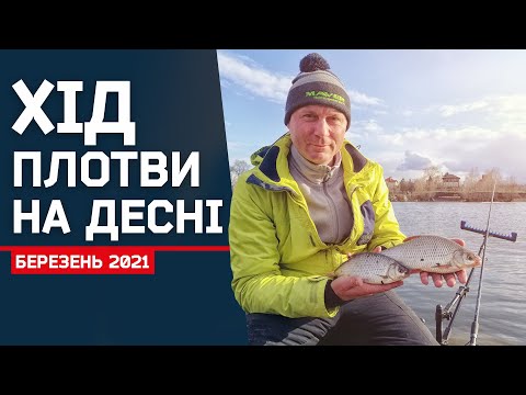 Видео: ХІД ПЛОТВИ НА ДЕСНІ РОЗПОЧАВСЯ. РИБАЛКА НА ФІДЕР У БЕРЕЗНІ 2021.