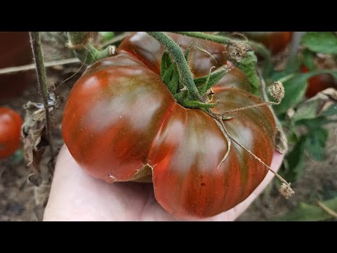 Видео: Моя англійська дачка. Вересень - час збору томатів.