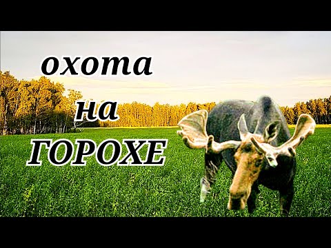 Видео: Лось уверенно шёл под выстрел! Ждём КАБАНА на горохе.