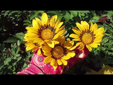 Видео: Гацания во время цветения 21.07.2018