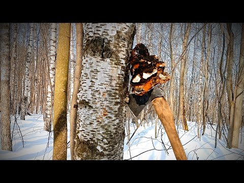 Видео: В ЛЕС ЗА ЧАГОЙ/ В МАРТОВСКОМ ЛЕСУ/ ЧАГА ДЛЯ ЗДОРОВЬЯ/