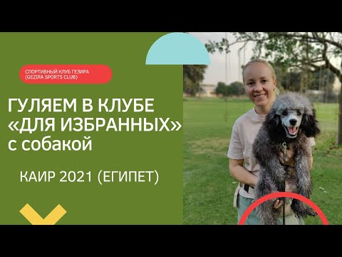 Видео: СПОРТИВНЫЙ КЛУБ ГЕЗИРА (GEZIRA SPORTS CLUB). Гуляем в клубе «для избранных» с собакой. Каир. Египет.