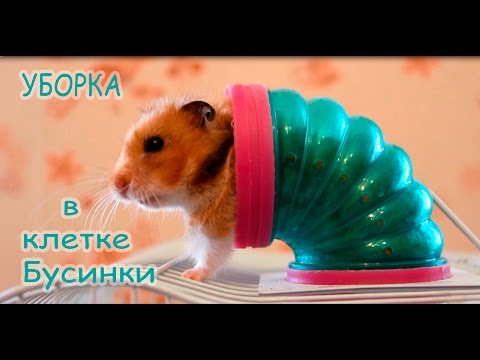 Видео: Уборка в клетке у Бусинки. HOW TO CLEAN A HAMSTER CAGE