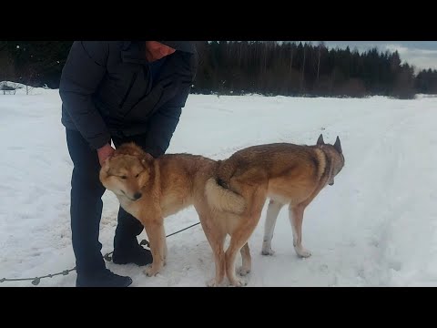 Видео: Состоялась плановая вязка Западно-Сибирских лаек "Омар" и "Шкода"