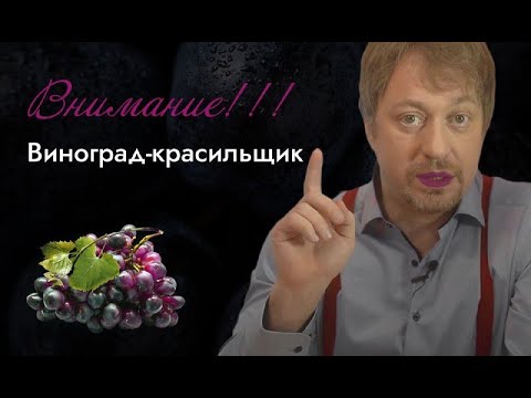 Видео: Что такое [СОРТА-КРАСИЛЬЩИКИ] для вина