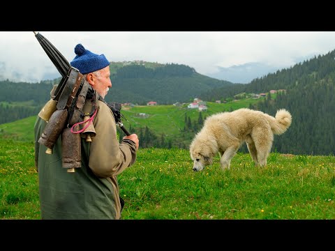 Видео: Миграция на плато Агасар | Документальный фильм