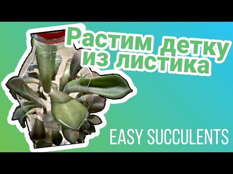 Видео: Суккулент из листика, самый быстрый способ