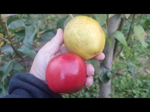 Видео: Яблуня Старк Ред Голд і Груша Шинсейки. Сигналки. Огляд 2025р