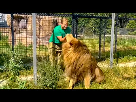 Видео: Только Олег Зубков может оградить меня от ПРИСТАЛЬНОГО ВНИМАНИЯ этого льва! Вожак львов идет к дамам