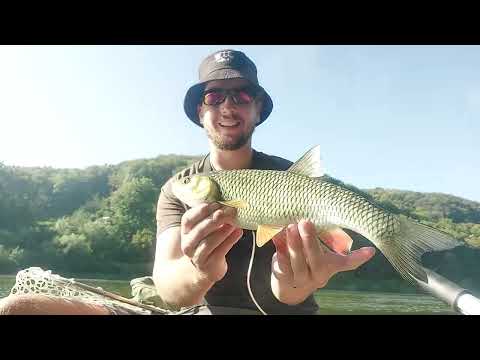 Видео: Дністер! Сплав! Я ше такого не бачив! 85шт за рибалку. Жор хижака на Дністрі.Спінінг,Головень,Жерех!