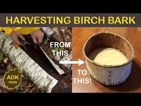 Видео: СБОР БЕРЕСТЫ и моя первая корзина!