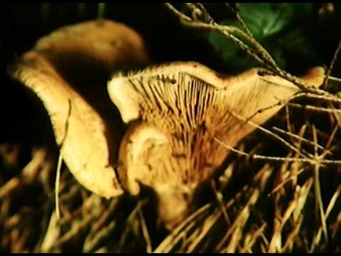Видео: Живая энциклопедия: Алтайский заповедник