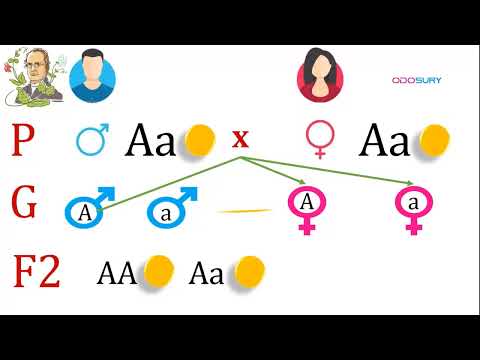 Видео: Моногибрид эрлийзжүүлэг