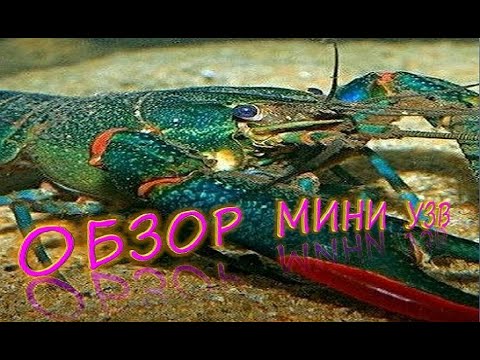 Видео: АККР, австралийские раки, обзор мини УЗВ для АККР, разведение австралийских раков