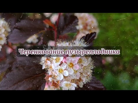 Видео: Черенкование пузыреплодника осенью, как сохранить саженцы зимой