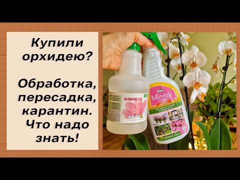Видео: Новая орхидея дома? Обработка, пересадка, карантин. Первые шаги орхомана.Так ли важна пересадка?