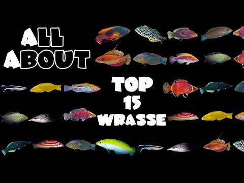 Видео: 15 лучших губанов для морского аквариума