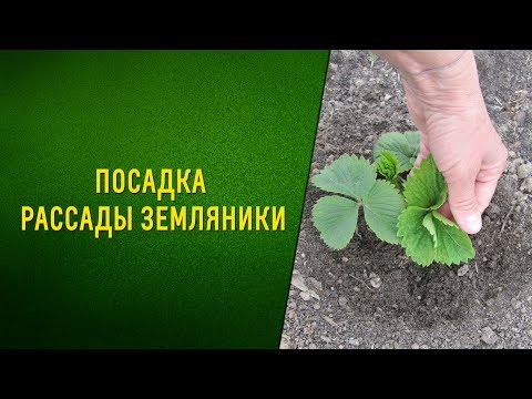 Видео: ПОСАДКА РАССАДЫ ЗЕМЛЯНИКИ/КРУПНОПЛОДНОЙ КЛУБНИКИ