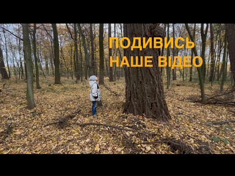 Видео: Прогулянка осіннім лісом на велосипедах. Легка та приємна прогулянка під звуки природи. 