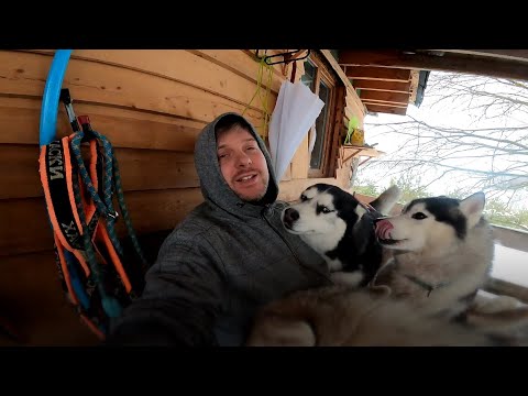 Видео: Течка у собак. Сколько длится и как помочь собаке.