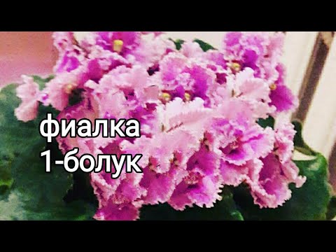 Видео: фиалка гулу боюнча пайдалуу кенештер