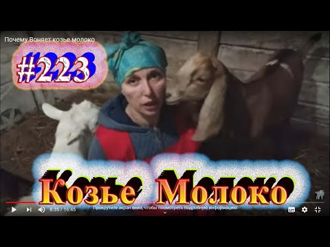 Видео: Почему Воняет козье  молоко