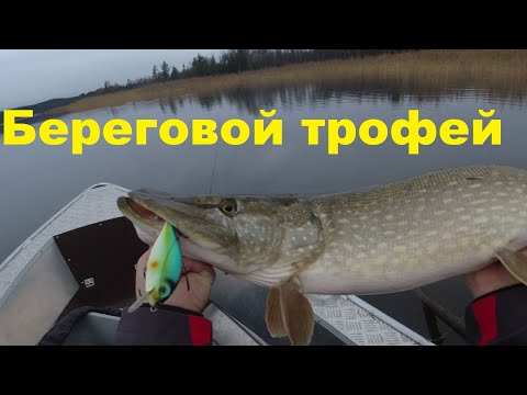 Видео: Как найти береговую щуку поздней осенью на Ладоге