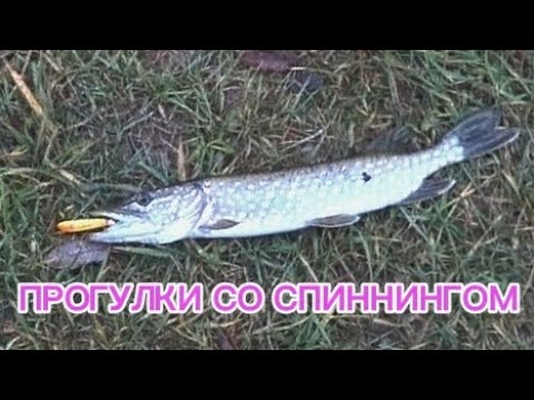 Видео: Береговой спиннинг 🎣 Ловля щуки.