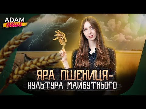 Видео: Яра пшениця краща за озиму? Доводимо фактами! | ADAM NEWS