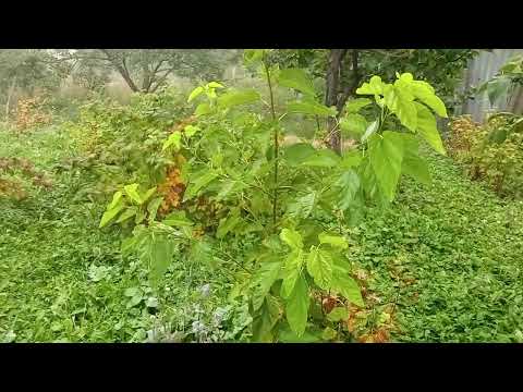 Видео: 7 октября 2025 г. Осень пришла.