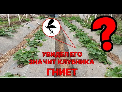 Видео: Мошки на грядках клубники? Белый налёт и муравьи? СРОЧНО делайте это, иначе останетесь без урожая!