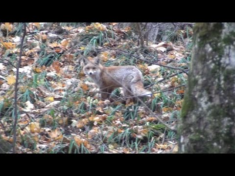 Видео: Полювання старого лиса.