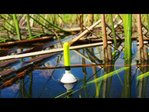 Видео: ЭТИ ДЕБРИ КИПЯТ! САЗАНЫ РЯДОМ! ЛОВЛЮ В КАМЫШАХ НА ПОПЛАВОК