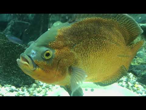 Видео: Астронотусы отличие самца от самки.